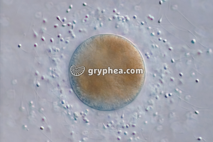 Fécondation chez la Moule (Mytilus edulis) x125 - gryphea.org